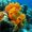 coral reef with beautiful great orange sponge on the bottom of tropical sea  on blue water background