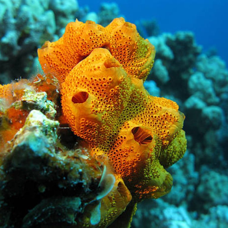 coral reef with beautiful great orange sponge on the bottom of tropical sea  on blue water background